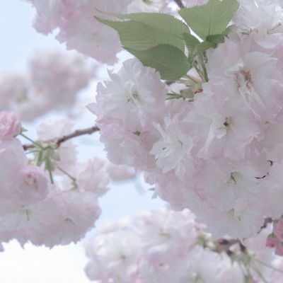 越城福瑞交流群